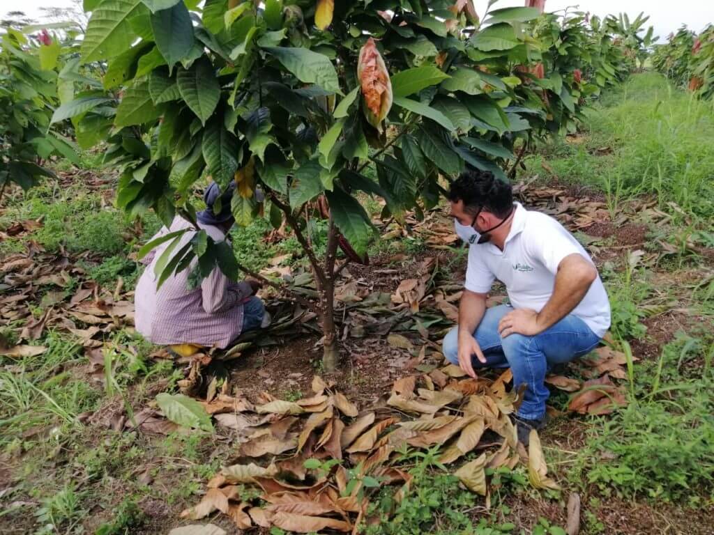 resultado de búsqueda de sembradío de cacao