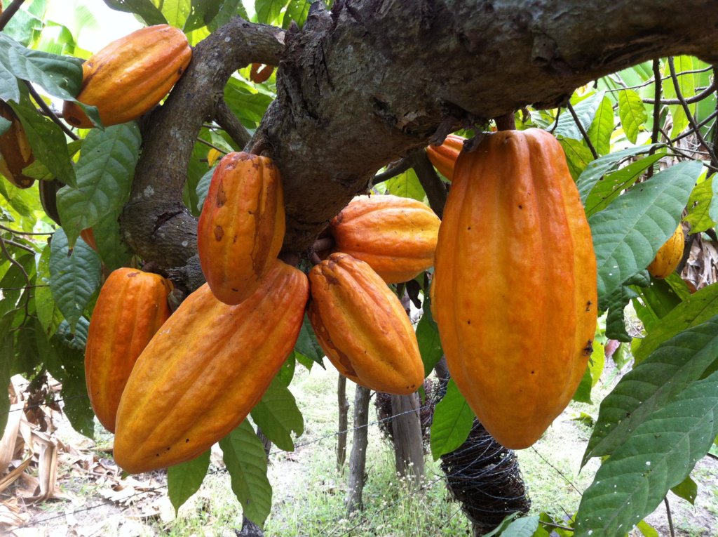 resultado de búsqueda de 'planta de cacao' 'cuidados del cacao'