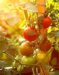 ¿Cómo tener un cultivo de Tomate Riñón sano y productivo?