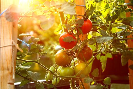 ¿Cómo tener un cultivo de Tomate Riñón sano y productivo?